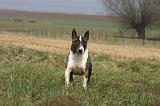 BULL TERRIER MINIATURE 330